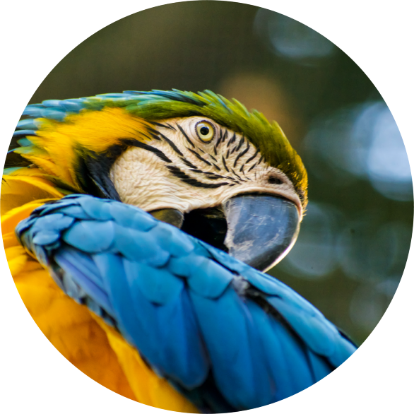 Imagem circular de uma arara azul, verde e amarela se coçando.